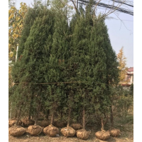 刺柏哪里有货源？