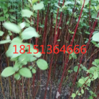 江苏哪里有红瑞木 低价供应 2020红瑞木价格