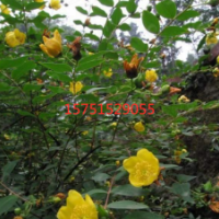 江苏大量供应金丝梅 金丝梅苗圃直销