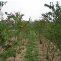 江苏月季石榴低价批发