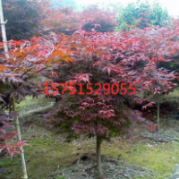 江苏哪里有红枫?哪里有红枫 低价供应