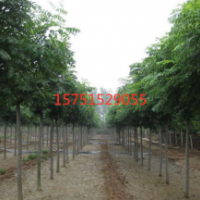 江苏哪里有黄山栾树 低价供应