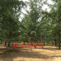 江苏哪里有银杏树 低价供应 银杏树 江苏货源