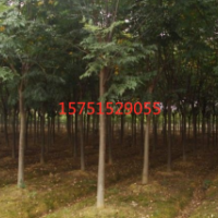 栾树哪里有货源 ？沭阳栾树货源