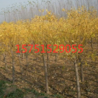 黄金槐哪里有货源？ 哪里黄金槐便宜？2019黄金槐供应