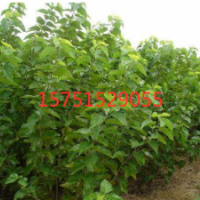 桑树哪里有货源桑树 ？江苏低价苗圃直销桑树