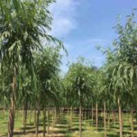 哪里有黄金柳基地？16公分黄金柳批发基地在哪里？