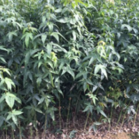 地径8公分枫树哪里有卖的？