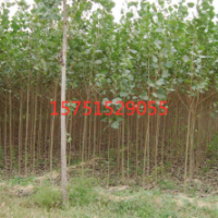 哪里有意杨树苗货源？ 2019低价供应意杨树苗货源 苗圃直销