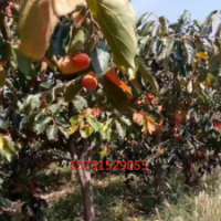 低价供应柿子树 苗圃直销