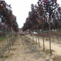 最新中华红叶杨价格