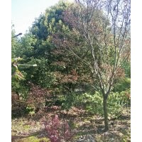 供应大规格红梅樱花红枫鸡爪槭红叶李桂花垂丝海棠