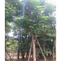 供应各类乔木灌木