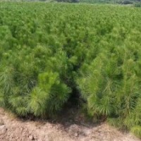 扬州湿地松苗供应_优质湿地松-随州希望苗圃