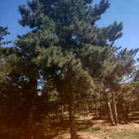 油松高2.5-7米北京大苗圃基地购树木市排价