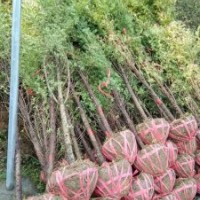 地径4～6公分的红豆杉，80万株