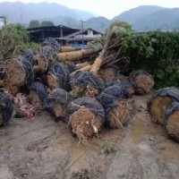 米径8～12公分的红豆杉，10万株，树形漂亮，价格非常便宜！