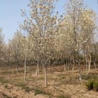 玉兰胸径5-28公分北京大苗圃基地购树木市排价