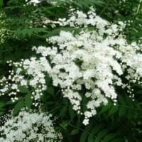 哪里珍珠梅便宜？哪里有珍珠梅 ？2020珍珠梅供应