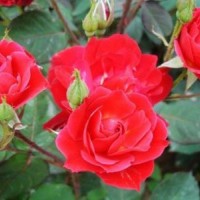 红帽月季价格_月季批发零售_月季花基地直销