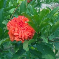 江苏重瓣石榴低价批发