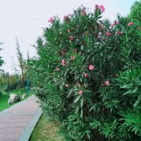 江苏大量供应夹竹桃 低价批发