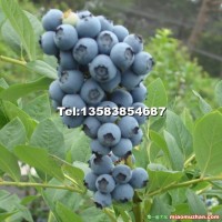 蓝莓苗
