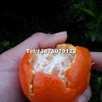 世纪红晚熟柑橘