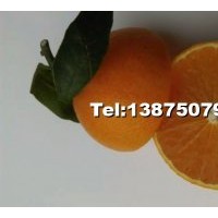 爱媛38号柑橘苗