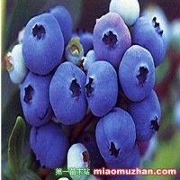 蓝丰蓝莓