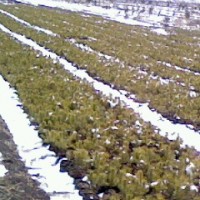 樟子松营养杯苗