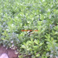 小叶黄杨床苗