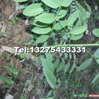 速生国槐成品苗