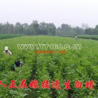 速生白蜡苗
