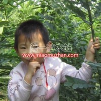 速生国槐成品苗、半成品