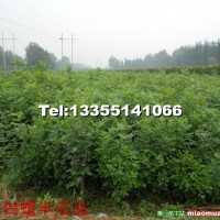 白蜡小苗半成品