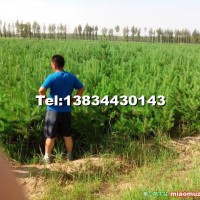 樟子松营养杯树苗