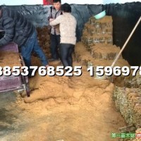 窖藏法桐扦插条