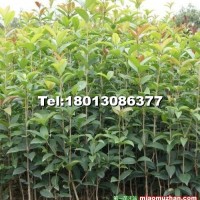 大叶女贞小苗