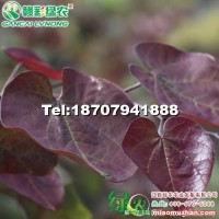 加拿大红叶紫荆