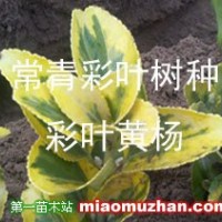 彩叶北海道黄杨