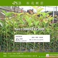 桂花苗