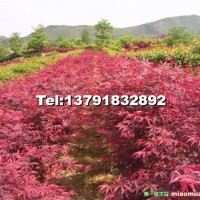 日本红枫