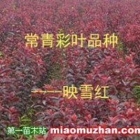 常青彩叶映雪红