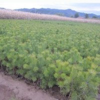 樟子松营养杯苗