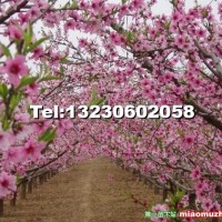 桃花树苗