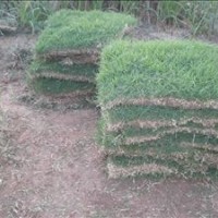 百慕大黑麦草混播草坪