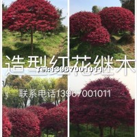 造型红继木