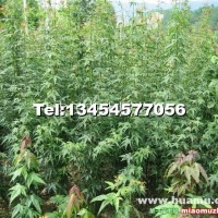 鸡爪槭小苗