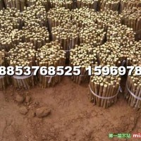 窖藏法桐扦插条